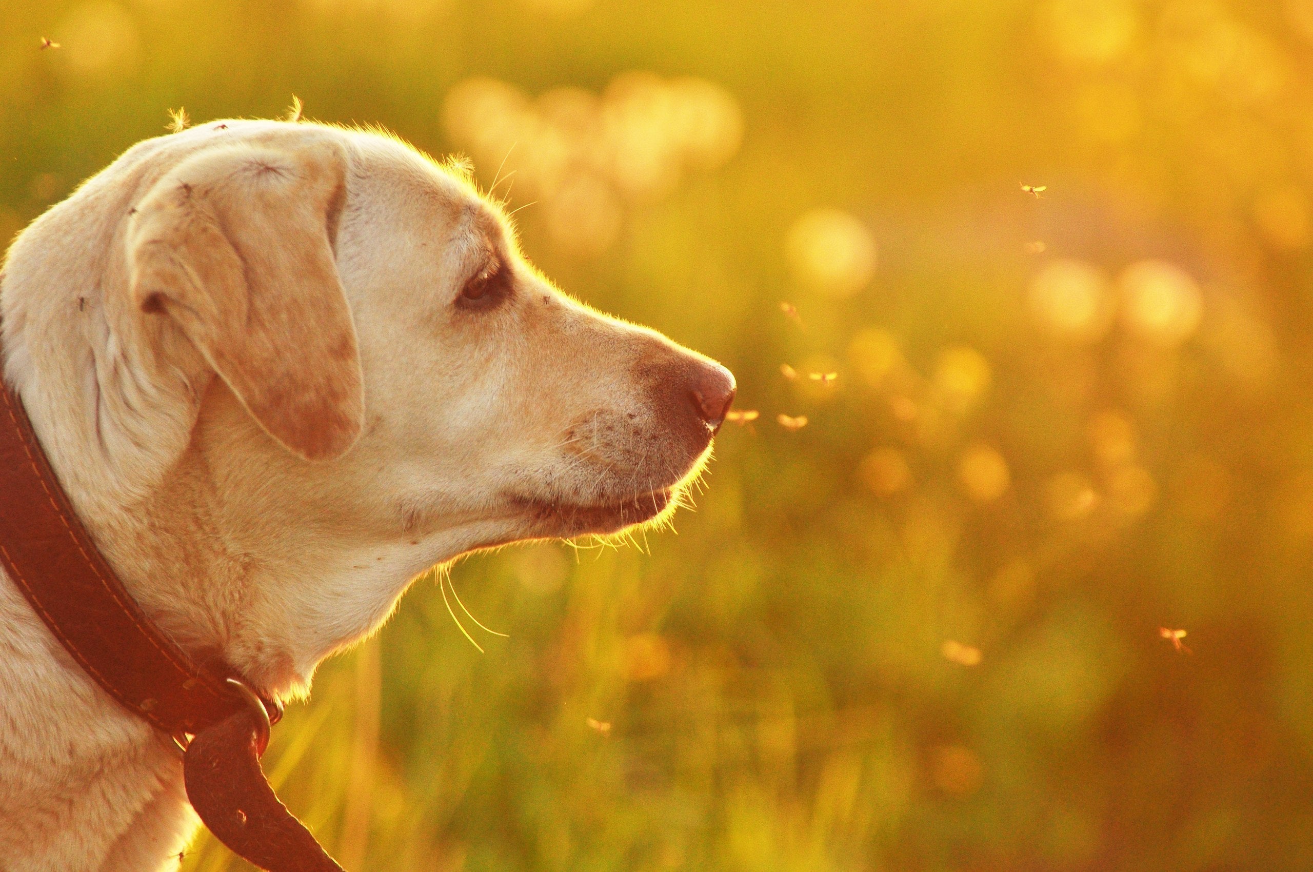 More Than a Summer Nuisance: What to know about Heartworm Season in Canada - Pets Drug Mart