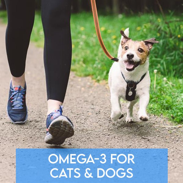 Omega-3 for Cats & Dogs: The Full-Body Benefits of Fish Oil - Pets Drug Mart