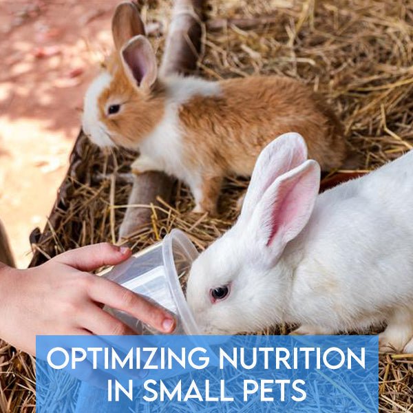 Optimizing Nutrition in Small Pets - Hamsters, Rats, Rabbits and Guinea Pigs - Pets Drug Mart