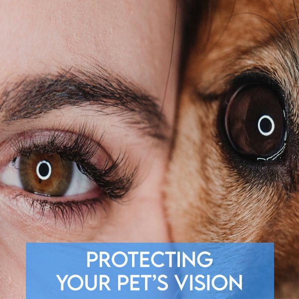 Protecting Your Pet’s Vision: A Guide to Pet Eye Health - Pets Drug Mart