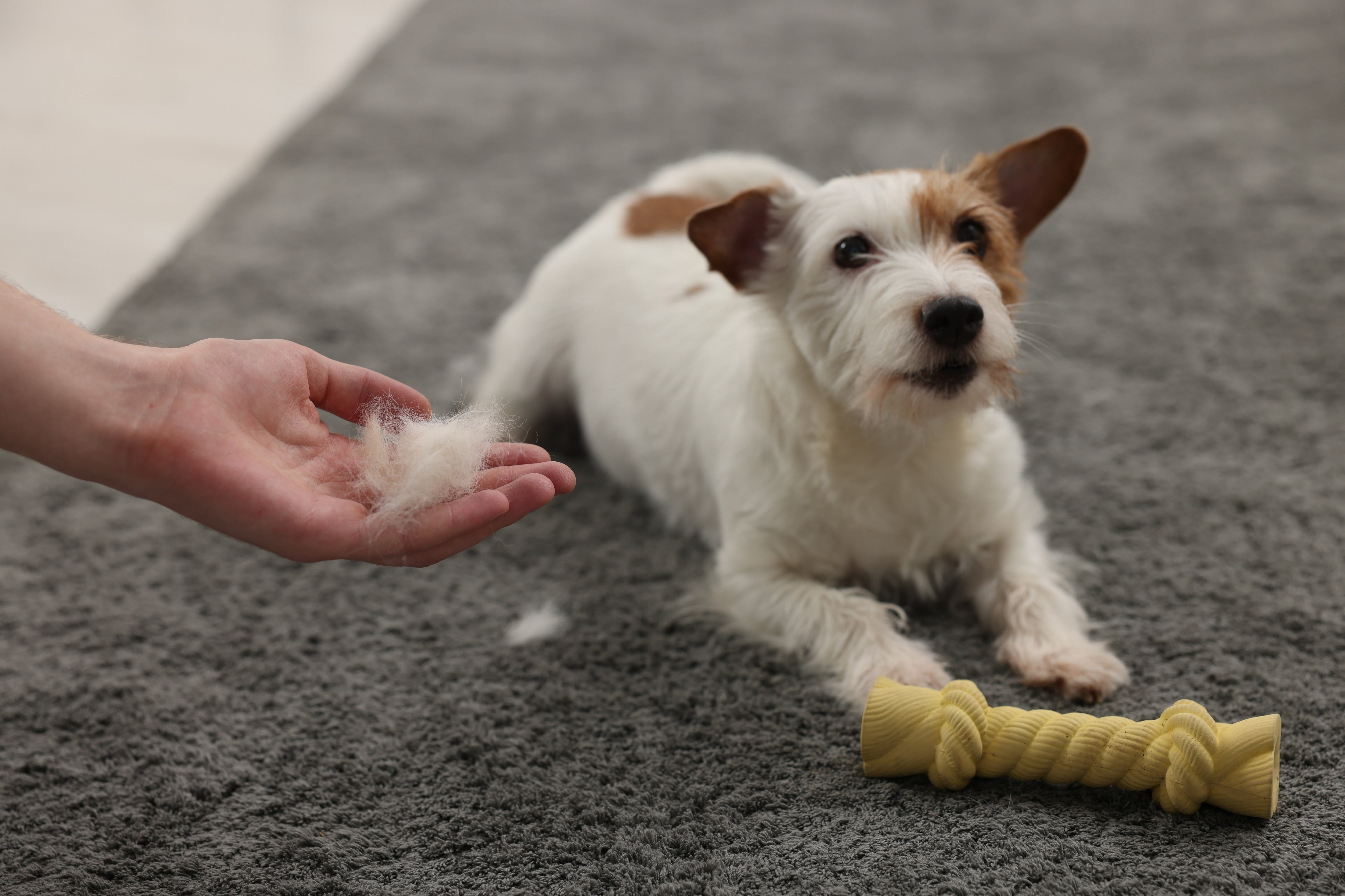 Seasonal Shedding or Skin Issues: How to Tell? - Pets Drug Mart