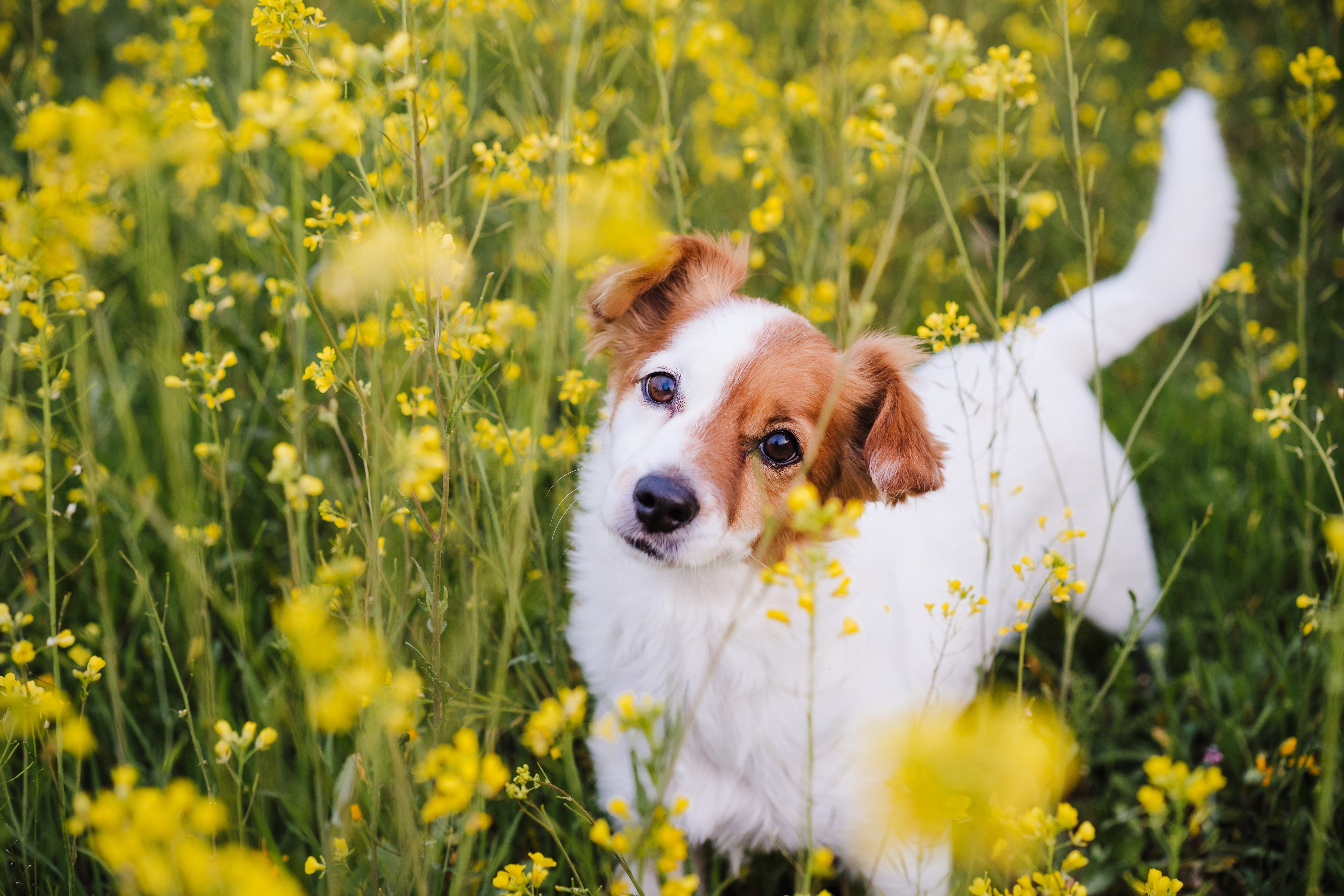 Spring Allergies in Pets - Pets Drug Mart