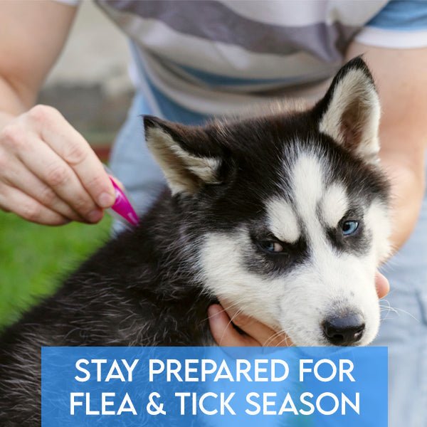 Stay Prepared for Flea and Tick Season! Finding the Right Products for Your Pets - Pets Drug Mart