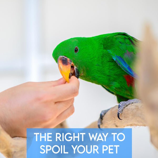 The Right Way to Spoil Your Pet - Pets Drug Mart