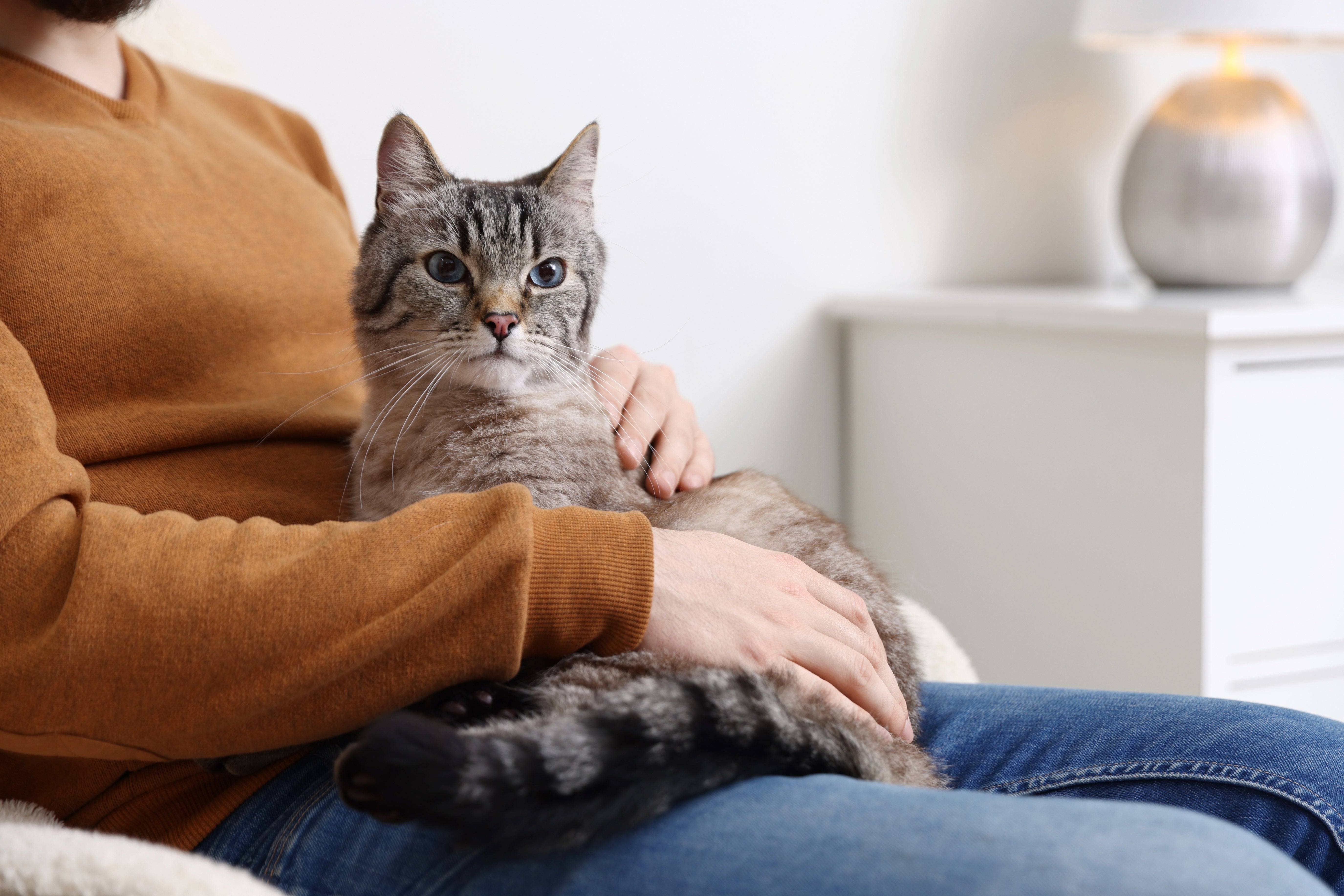 Understanding Omega-3 Fatty Acids: How They Support Your Pet's Health - Pets Drug Mart