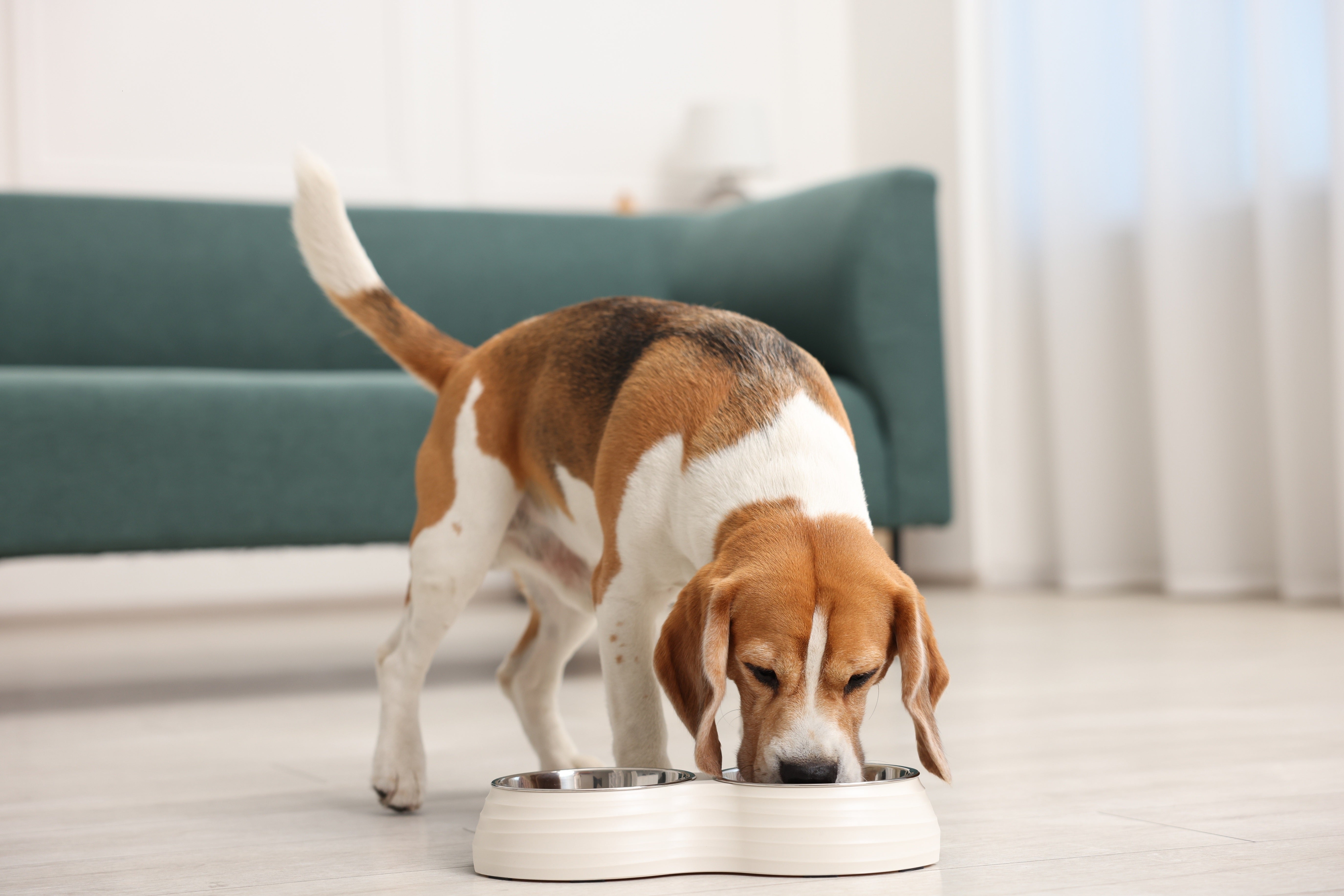 Understanding Probiotics for Pets: What They Do & When Pets Need Them - Pets Drug Mart