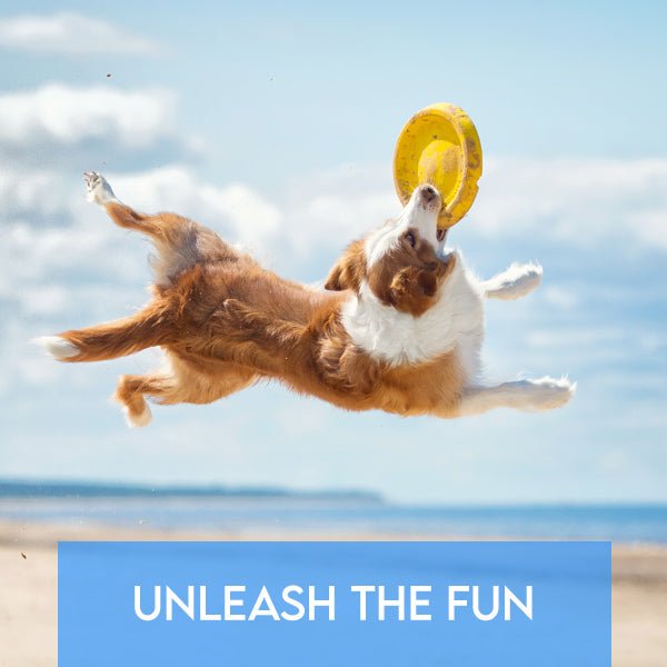 Unleash the Fun - Summer Adventures with Your Furry Friends - Pets Drug Mart