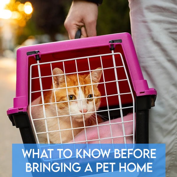 What to Know Before Bringing a Pet Home: Time, Care, and Rewards - Pets Drug Mart