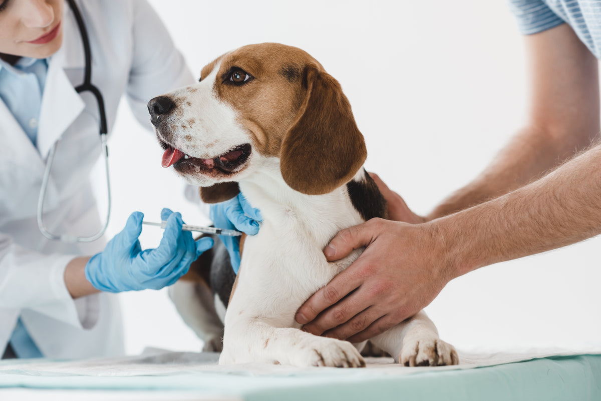 What Vaccines Do Dogs & Cats Need? A Canadian Pet Vaccination Guide - Pets Drug Mart