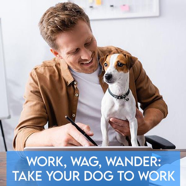 Work, Wag, and Wander: Everything You Need to Know About Take Your Dog to Work Day - Pets Drug Mart