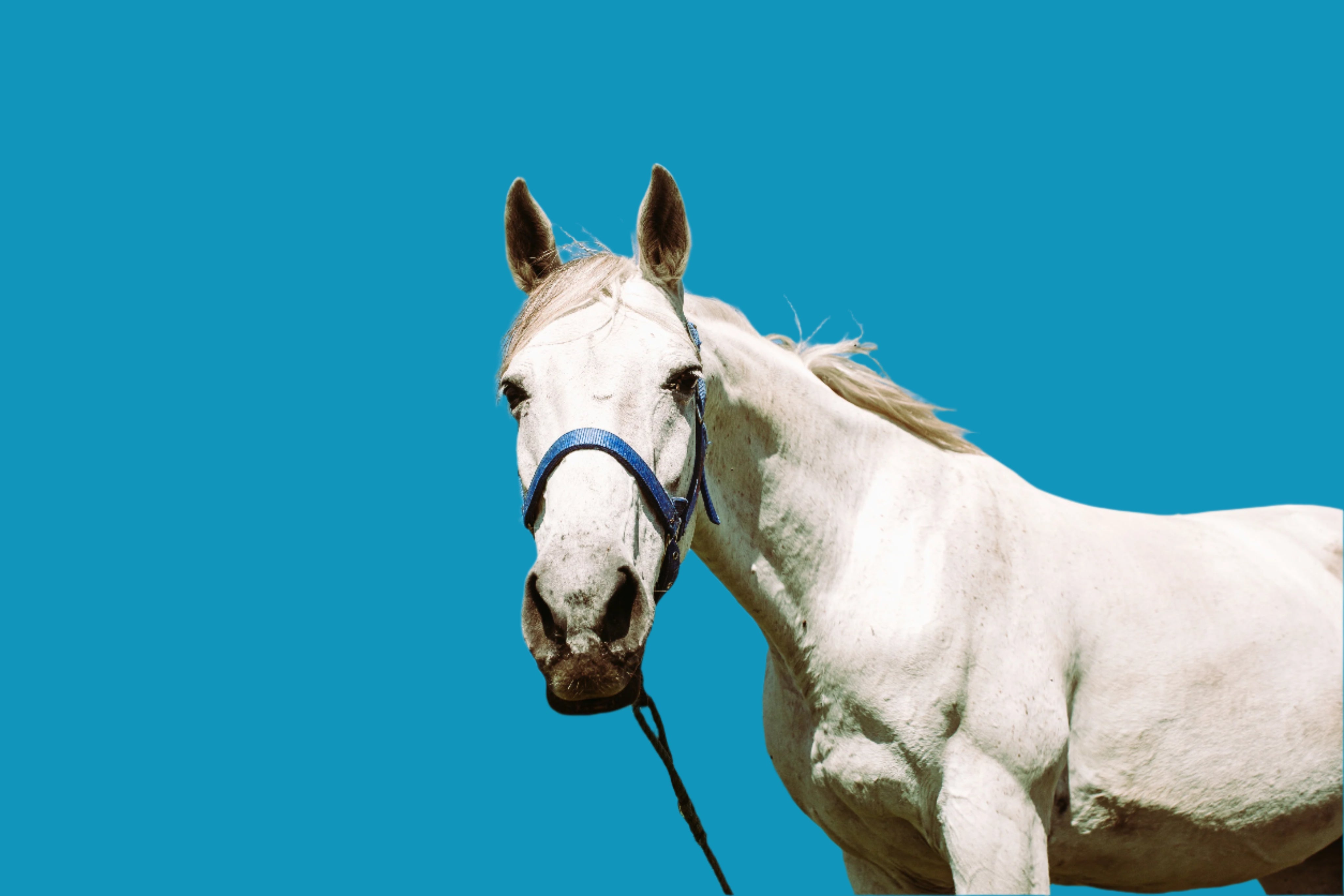 Horses | All Products - Pets Drug Mart