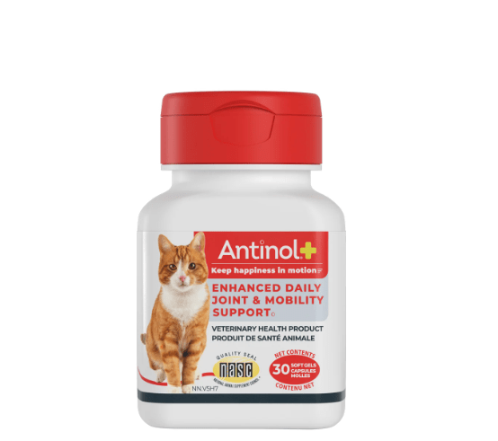 Antinol+ Enhanced Daily Joint & Mobility Supplement for Cats - Pets Drug Mart
